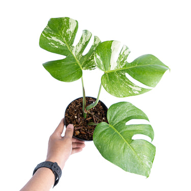 Monstera Albo Variegated