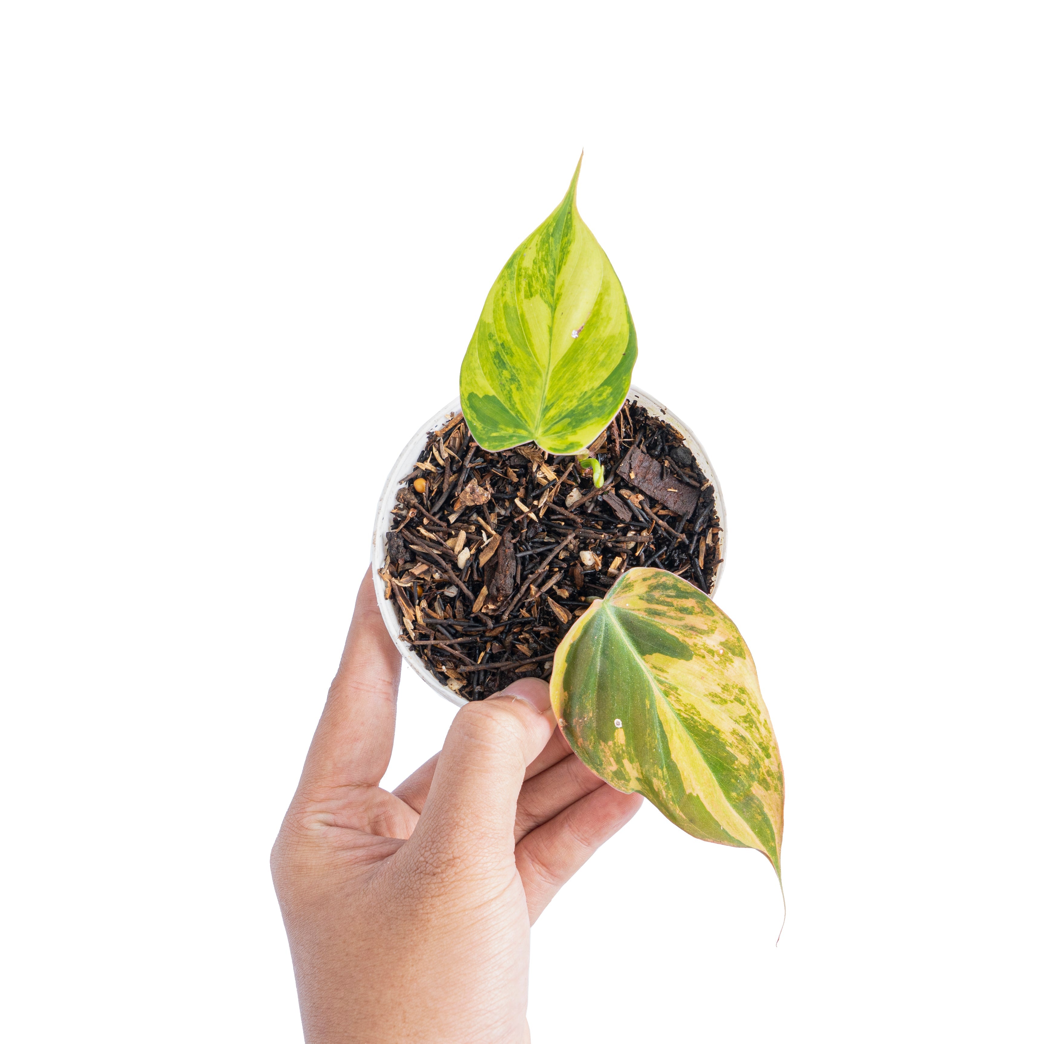 variegated micans philodendron Philodendron Mican Variegated 1