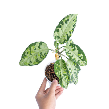 Aglaonema pictum tricolor cream - Plantstop.us