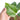 Monstera Thai Constellation Little