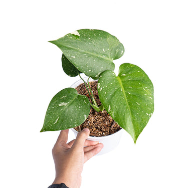 Monstera Thai Constellation Little