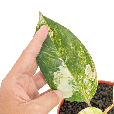 Aglaonema siam jade variegated - Plantstop.us