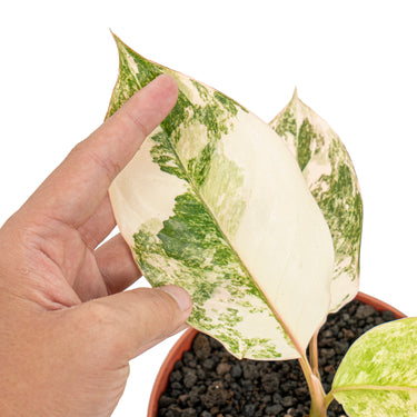 Aglaonema siam jade variegated - Plantstop.us