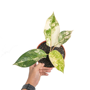 Aglaonema siam jade variegated - Plantstop.us