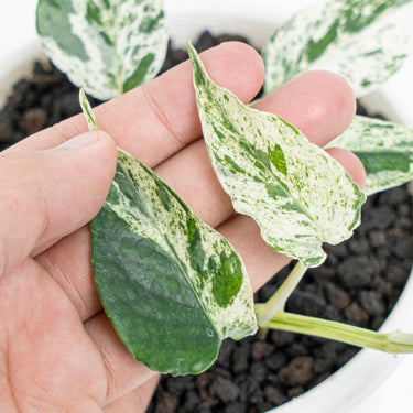 Epipremnum cebu blue varigated - Plantstop.us