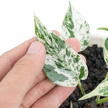 Epipremnum cebu blue varigated - Plantstop.us
