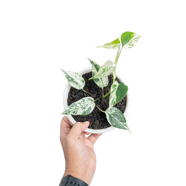 Epipremnum cebu blue varigated - Plantstop.us
