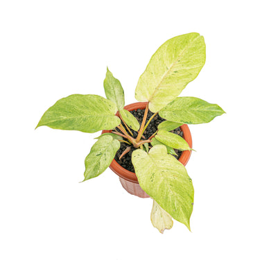 Philodendron snowdrift variegated