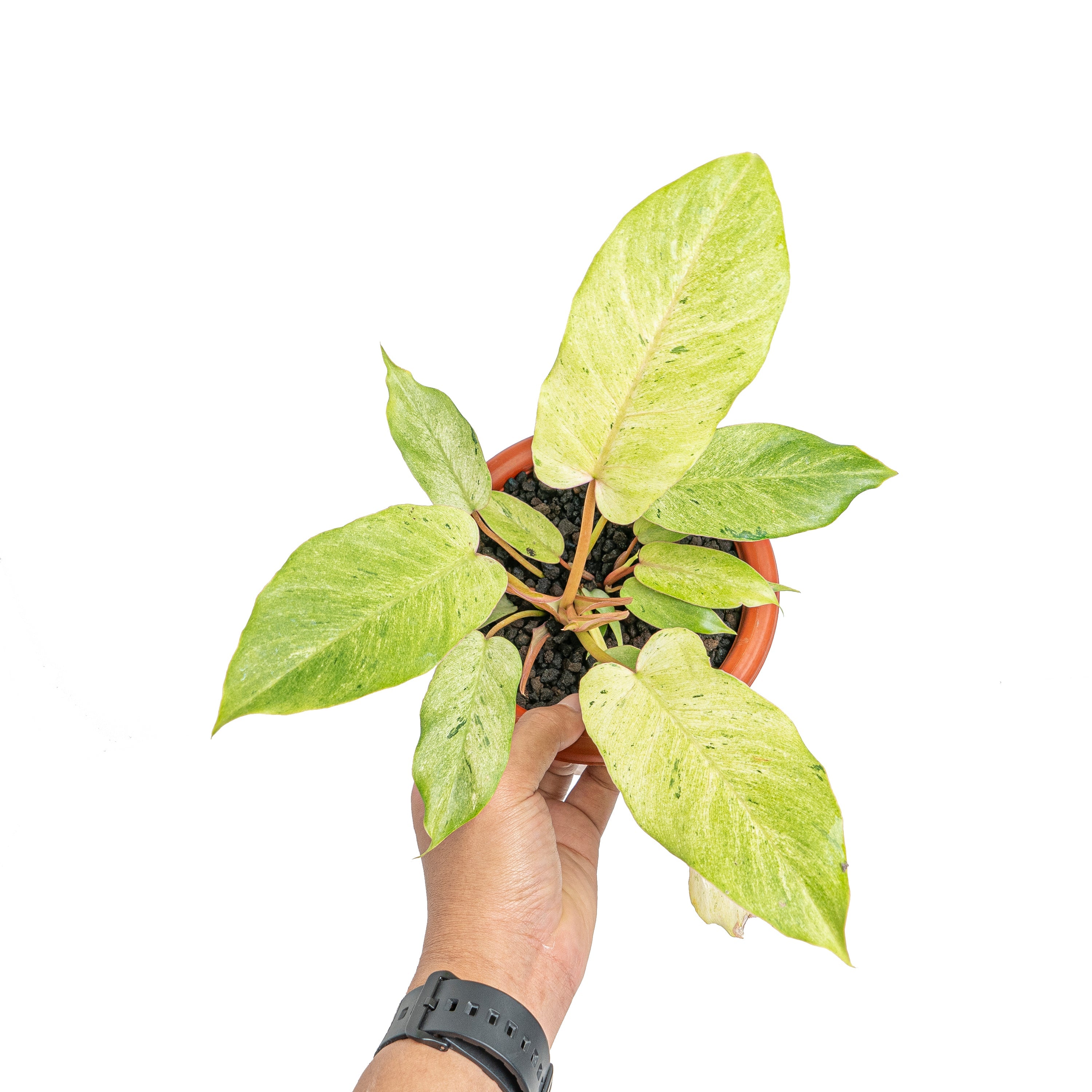 snowdrift philodendron Philodendron snowdrift variegated
