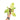 Philodendron snowdrift variegated