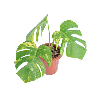 Monstera Aurea Variegated - Marmorata