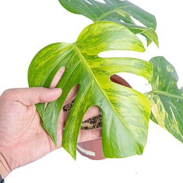 Monstera Aurea Variegated - Marmorata