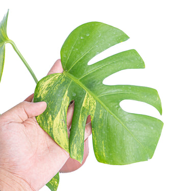 Monstera Aurea Variegated - Marmorata