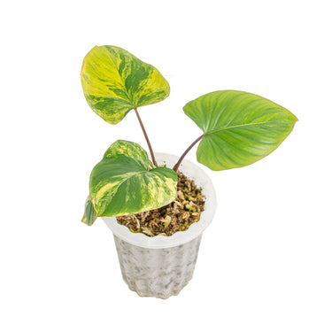 homalomena rubescens variegated