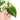 Syngonium scrambled eggs