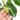 Syngonium scrambled eggs