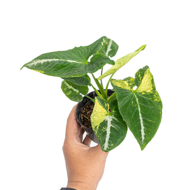 Syngonium scrambled eggs