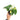 Syngonium scrambled eggs