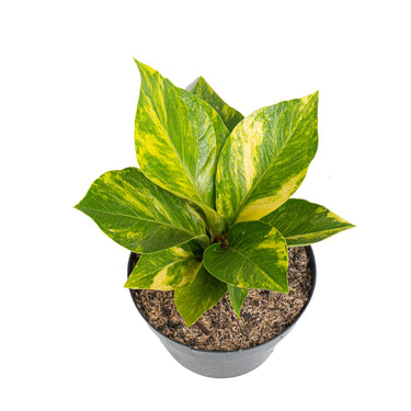 Anthurium jenmanii cobra batik variegated - Mature size - Plantstop.us