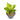 Anthurium jenmanii cobra batik variegated - Mature size - Plantstop.us