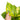 Anthurium jenmanii cobra batik variegated - Mature size - Plantstop.us