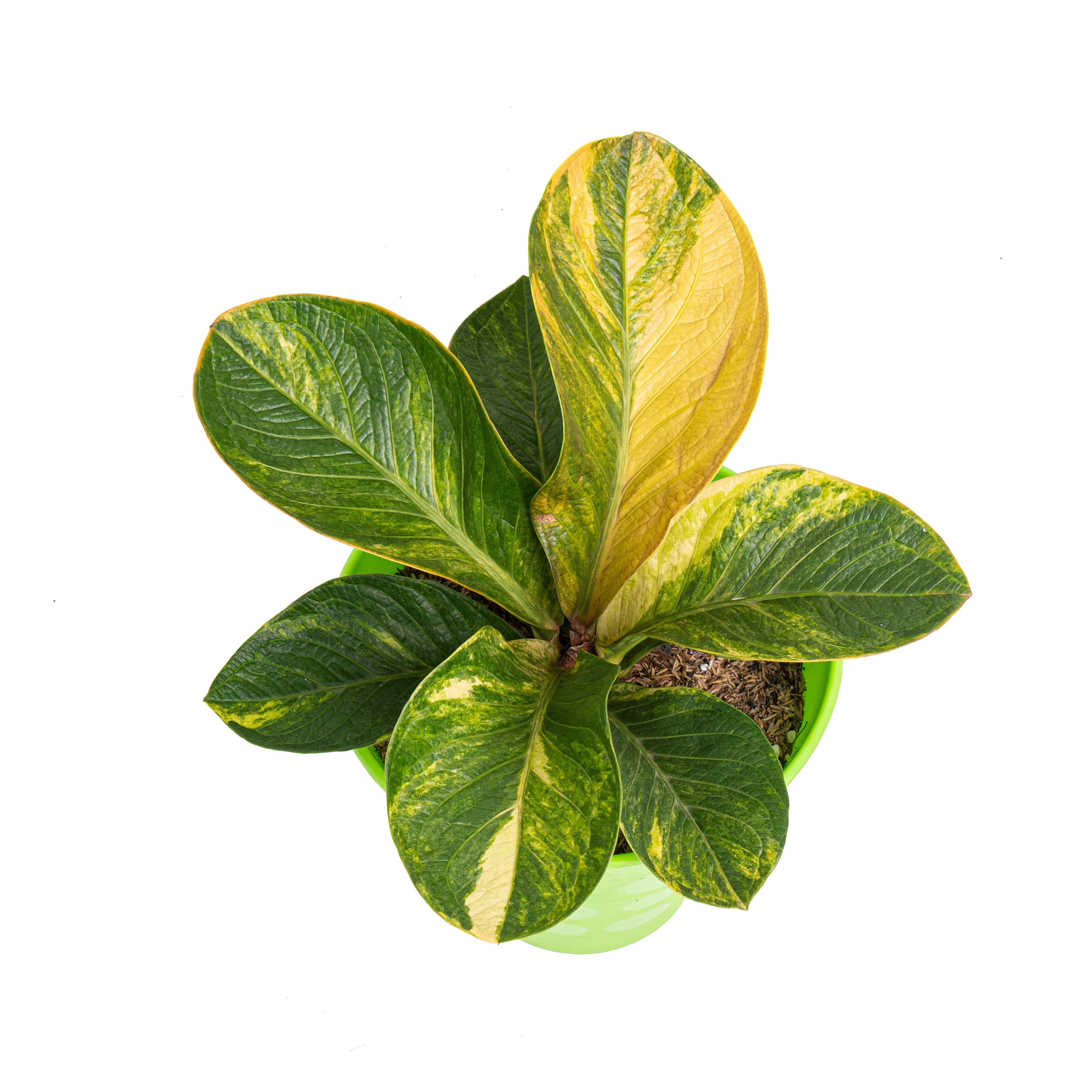 anthurium jenmanii price Anthurium jenmanii bowl variegated