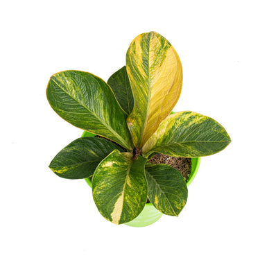 Anthurium jenmanii bowl variegated - Mature size - Plantstop.us