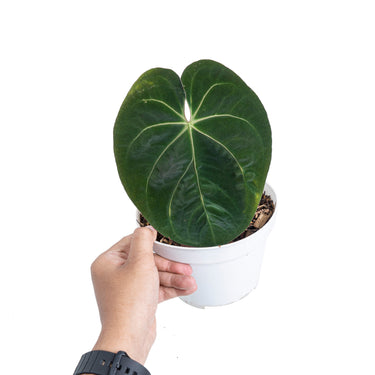Anthurium hoffmanii hybrid - Plantstop.us