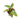 Philodendron violin variegated