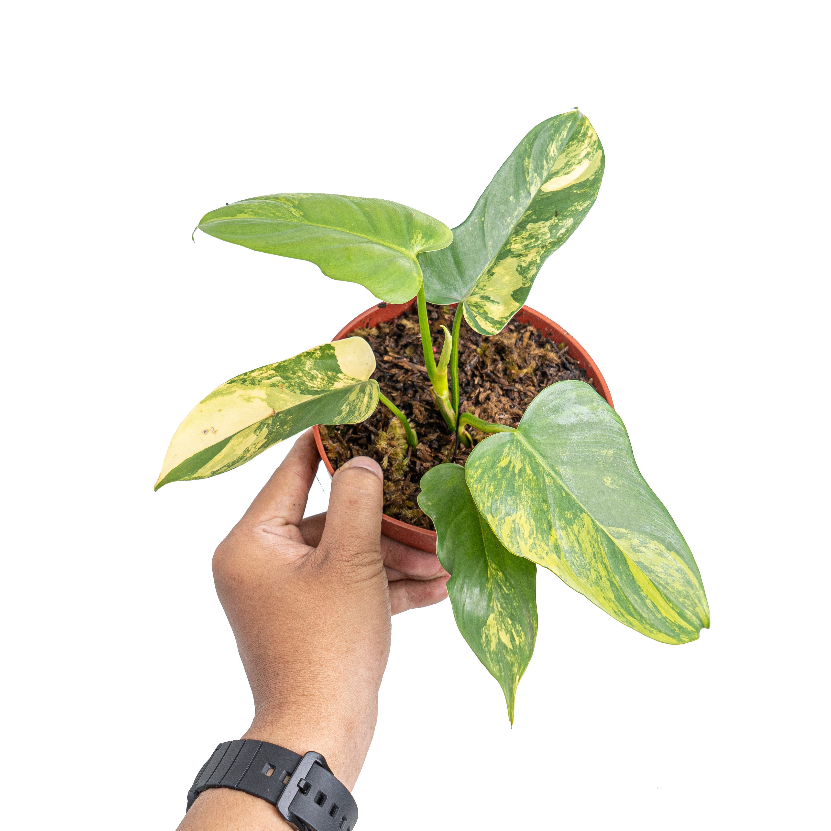 green violin philodendron Philodendron violin variegated – Plantstop.us
