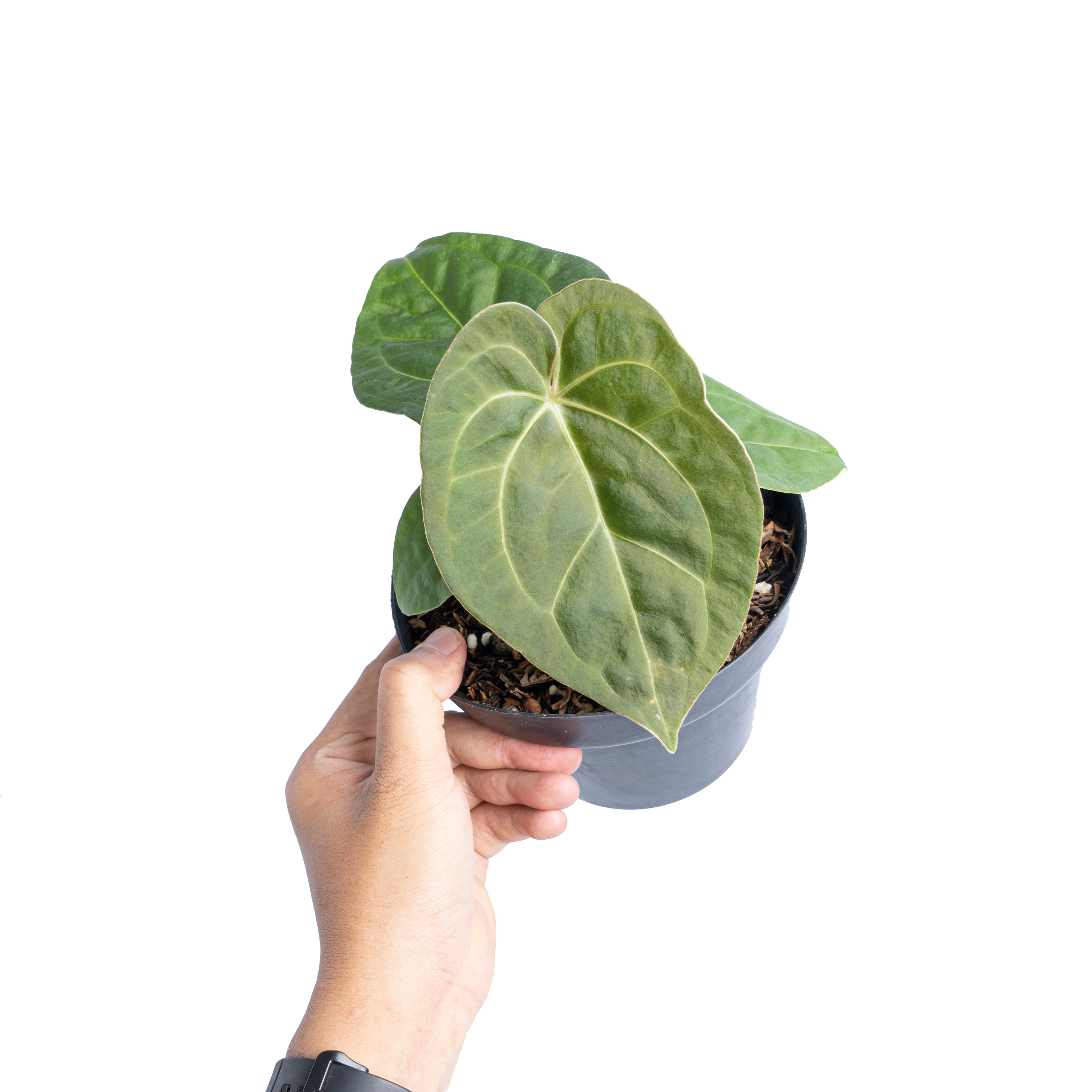 anthurium magnificum x luxurians Anthurium luxurians Indonesian type x Magnificum – Plantstop.us