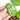 Hoya piestolepis - Aroidmarket