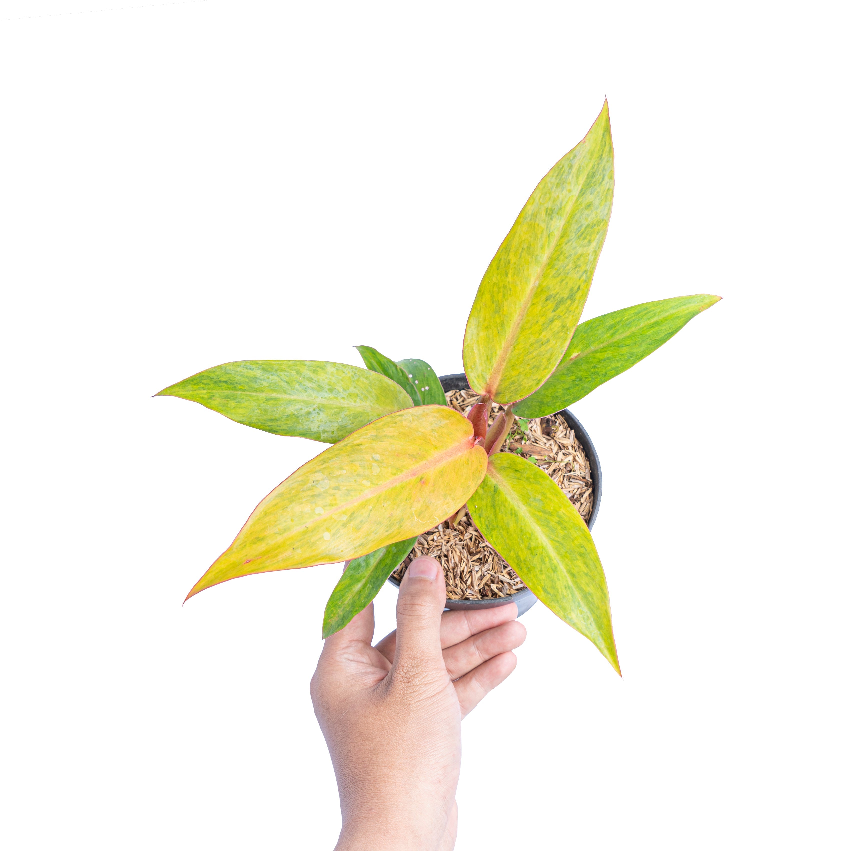 philodendron orange marmalade Philodendron Orange Marmalade, 4" Plant