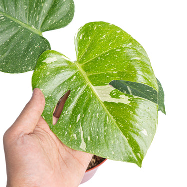 Monstera thai constellation
