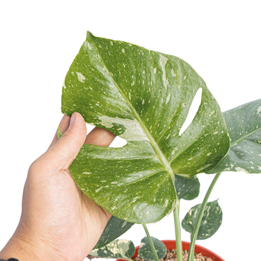 Monstera thai constellation