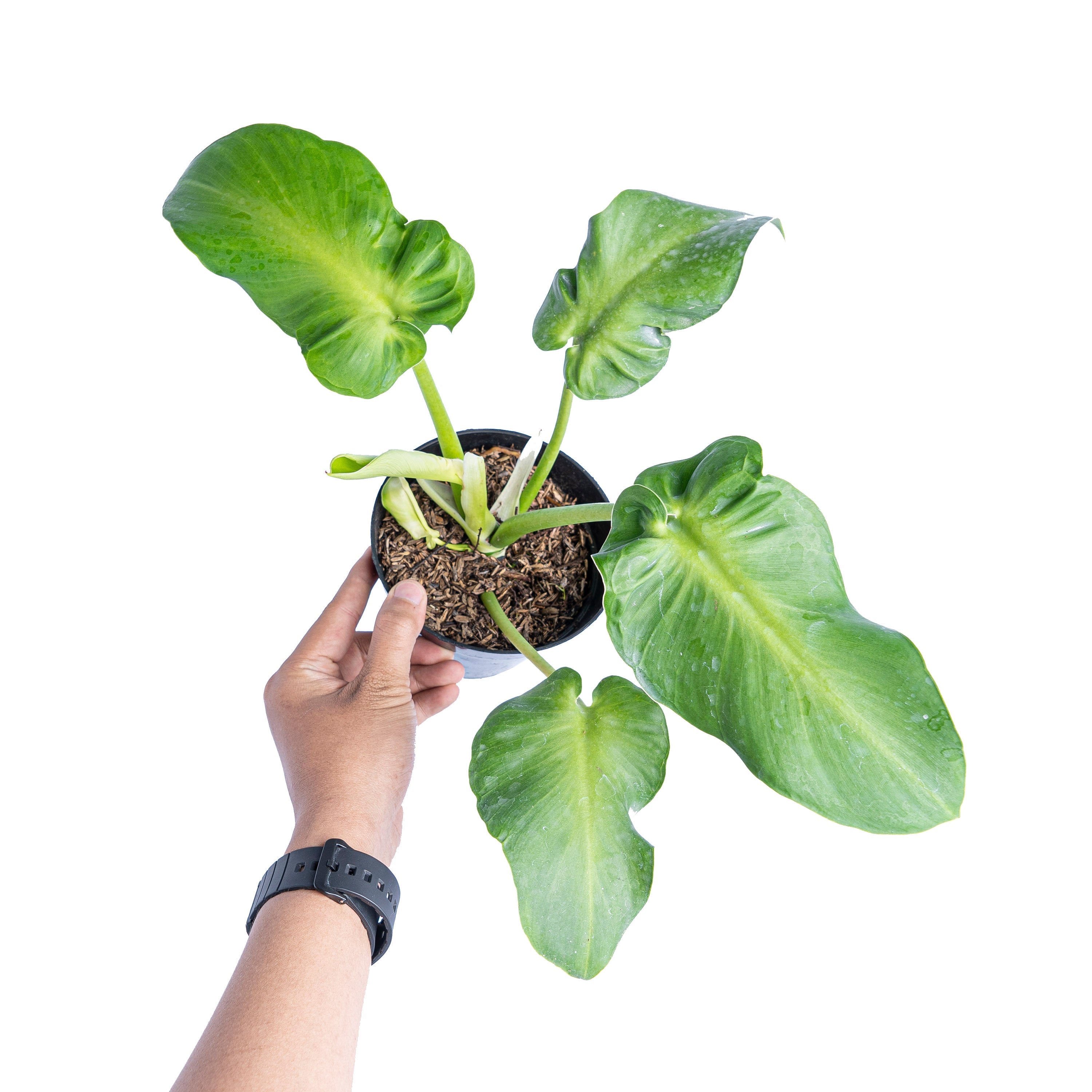 philodendron rugosum Philodendron Rugosum: Buy Plant Online In India