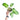 Philodendron rugosum aberrant form
