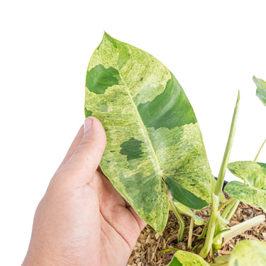 Philodendron burle marx mint variegated - Aroidmarket