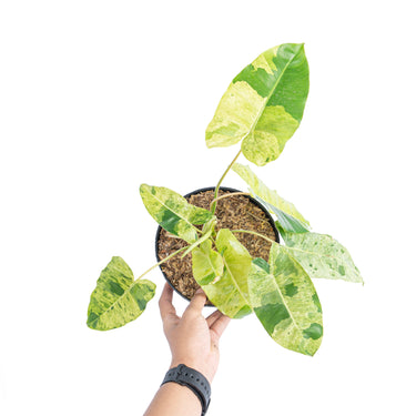 Philodendron burle marx mint variegated - Aroidmarket