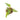 Philodendron bob cee variegated