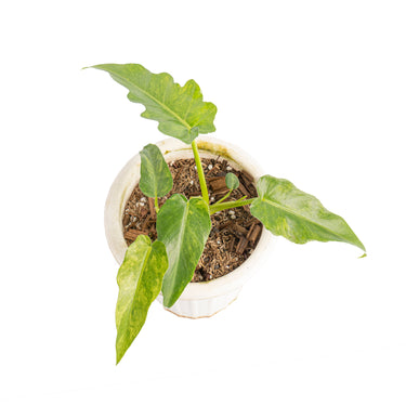 Philodendron bob cee variegated