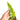 Philodendron bob cee variegated