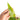 Philodendron bob cee variegated