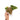 Anthurium red devils variegated (papillilaminum hybrid)