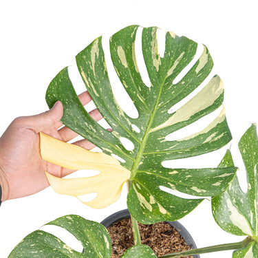 Monstera Thai Constellation