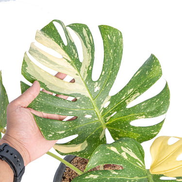 Monstera Thai Constellation