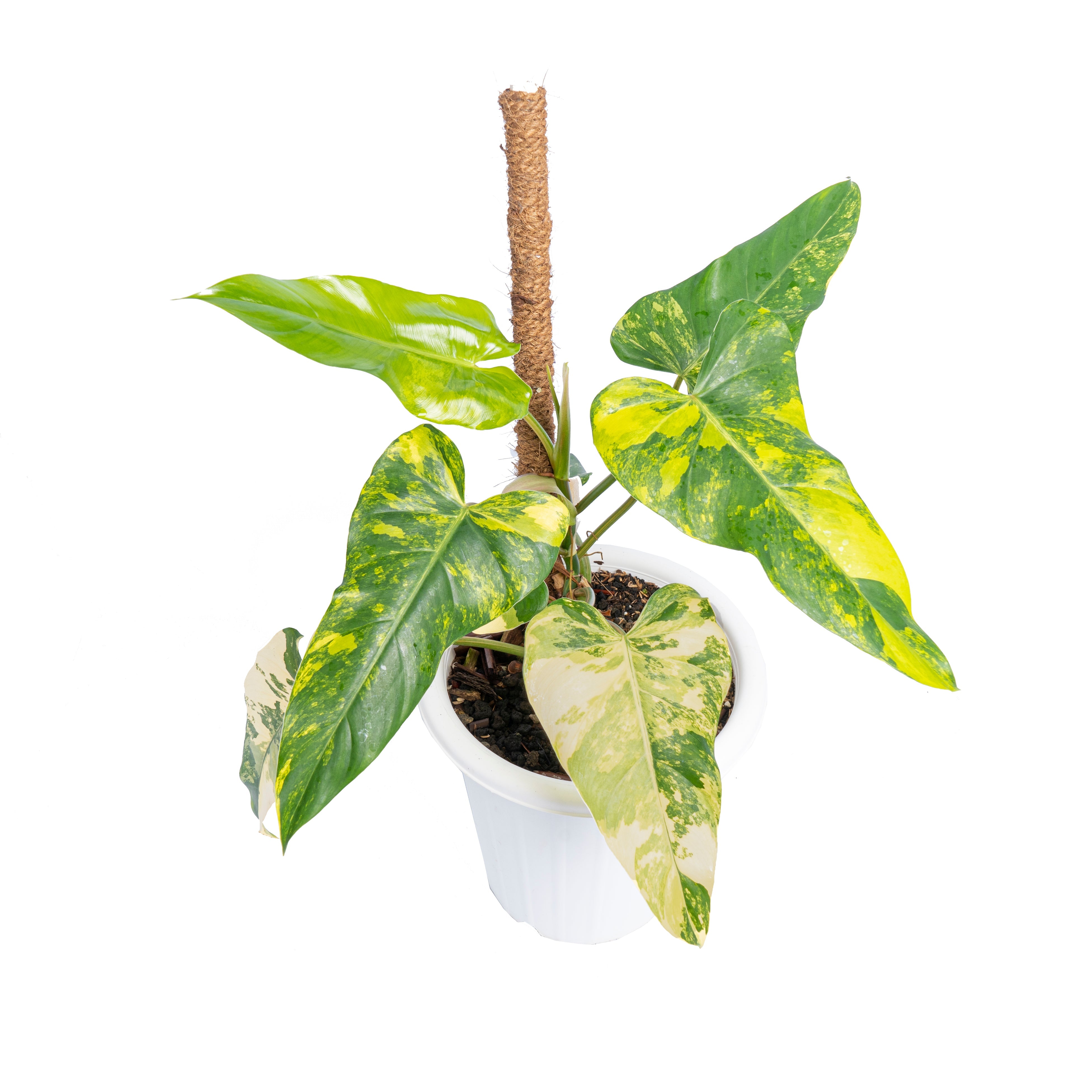 philodendron domesticum variegatum Philodendron Odora Variegated – 4.5" Potted Rare Tropical Indoor Plant | Striking Variegated Houseplant