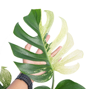 Monstera mint variegated - Aroidmarket