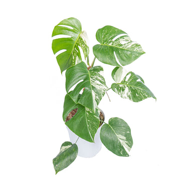 Monstera Albo Variegated