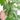 Monstera Albo Variegated